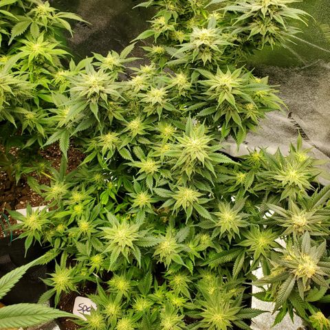 Spain(WW) growlog timeline photo