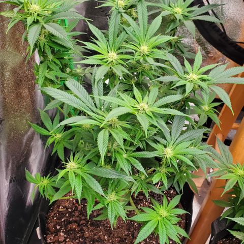 DF3 growlog timeline photo