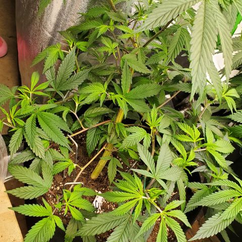 GSC1 growlog timeline photo