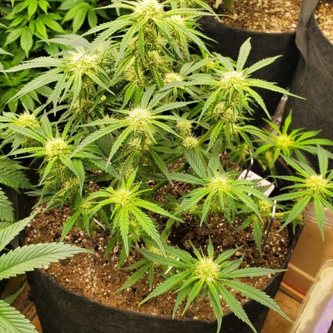 GCA growlog timeline photo