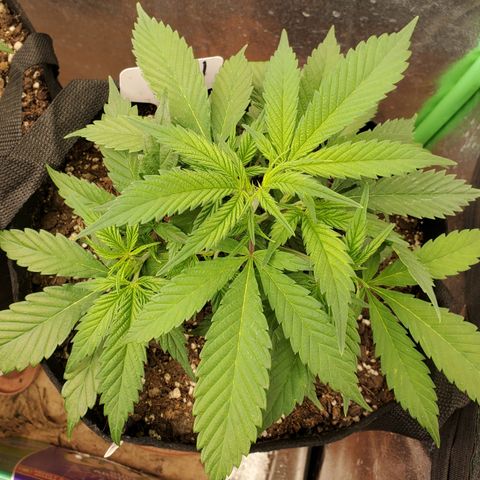WW3 growlog timeline photo