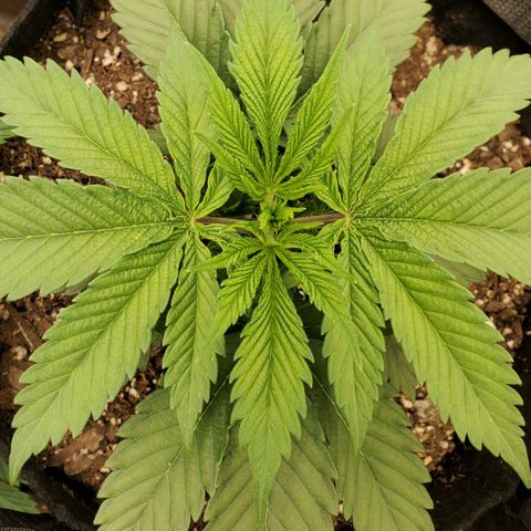 COS1 growlog timeline photo