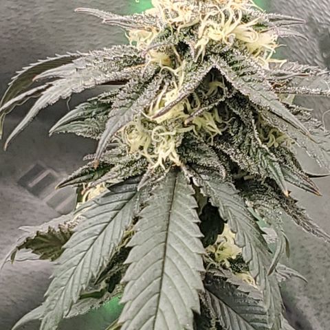 SD growlog timeline photo