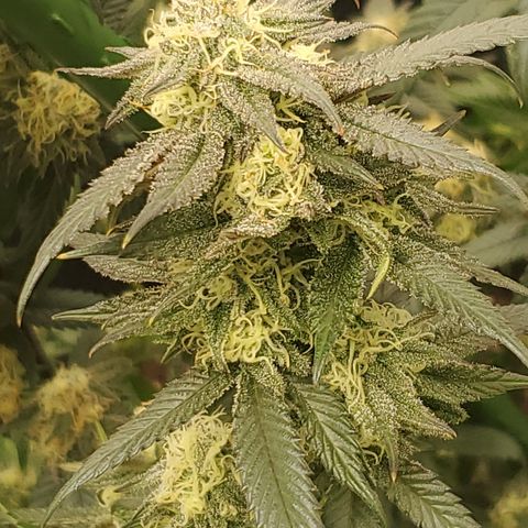 SD growlog timeline photo