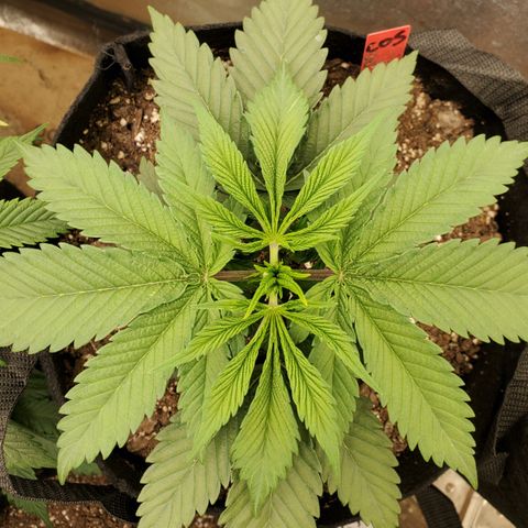 COS1 growlog timeline photo