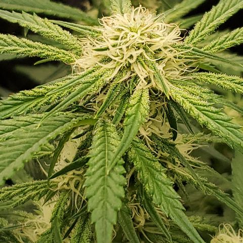 GCA growlog timeline photo