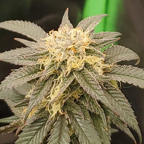 SD growlog timeline photo