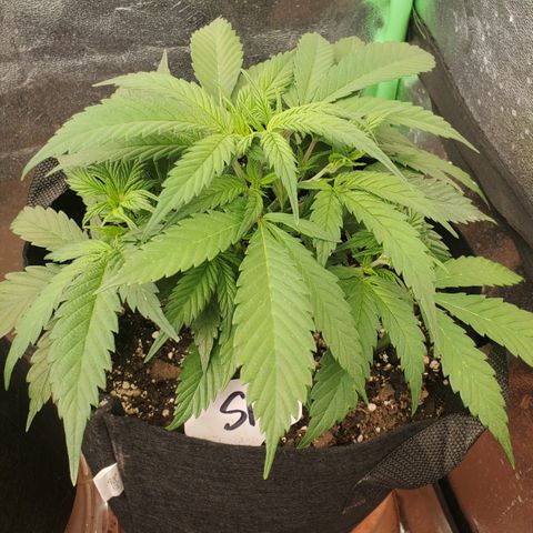 WW3 growlog timeline photo