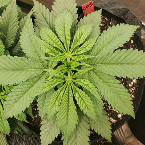 COS1 growlog timeline photo