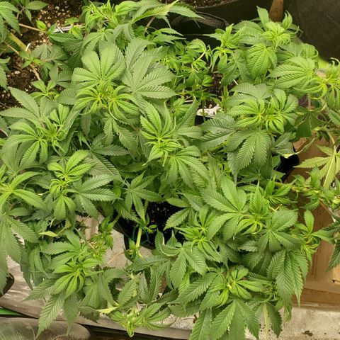 DF2 growlog timeline photo