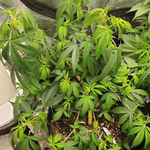GSC1 growlog timeline photo