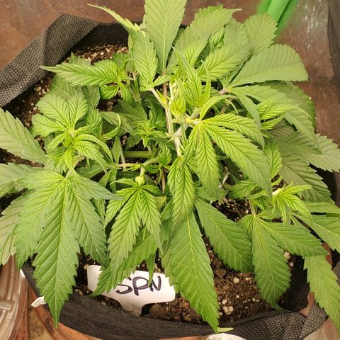 WW3 growlog timeline photo