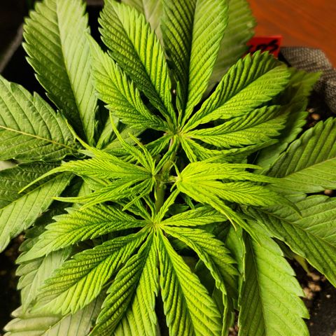 COS1 growlog timeline photo