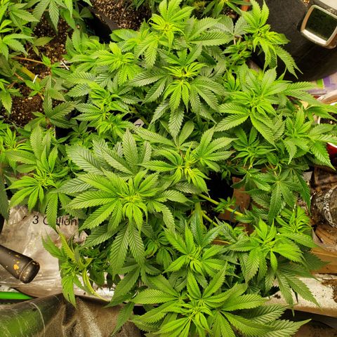DF2 growlog timeline photo