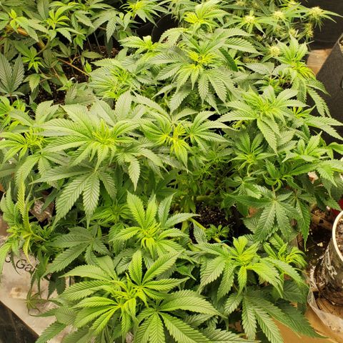 DF2 growlog timeline photo
