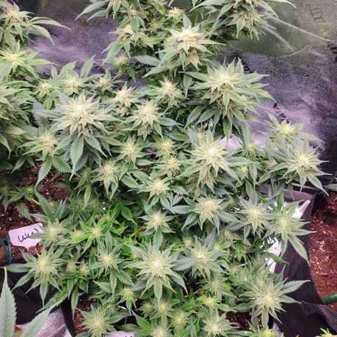 Spain(WW) growlog timeline photo