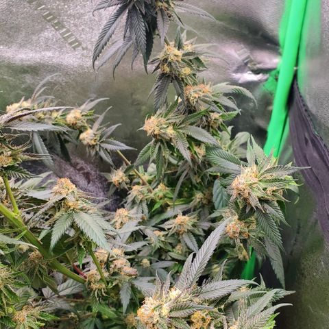 SD growlog timeline photo