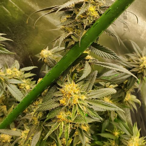 SD growlog timeline photo