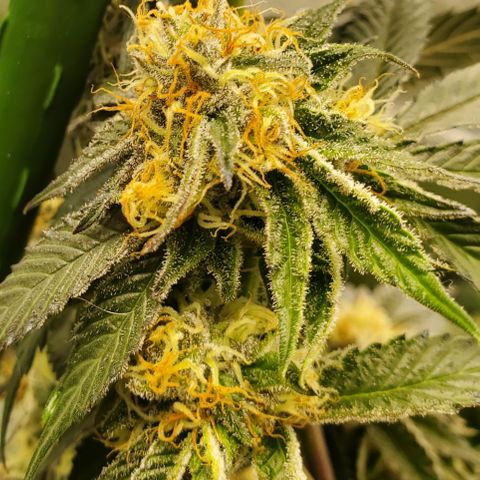 SD growlog timeline photo