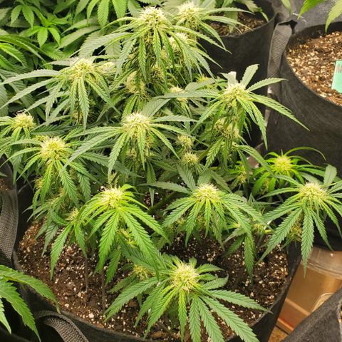 GCA growlog timeline photo