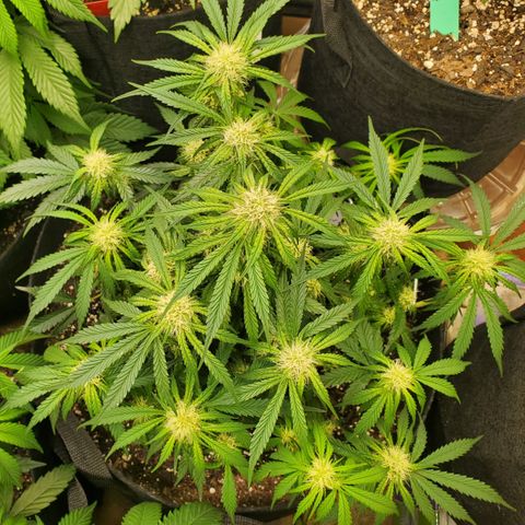 GCA growlog timeline photo