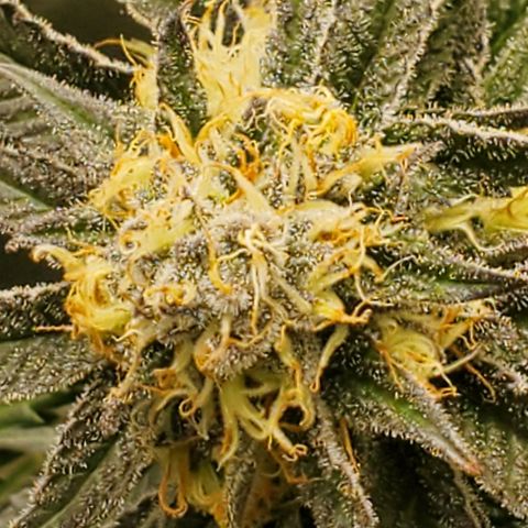SD growlog timeline photo