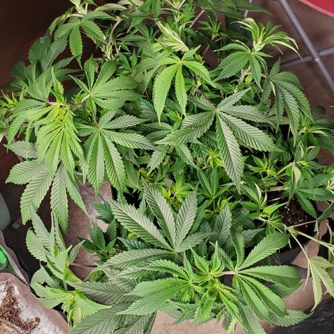 DF1 growlog timeline photo
