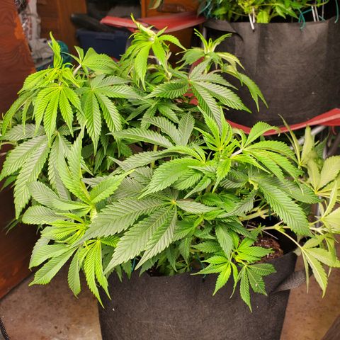 DF1 growlog timeline photo