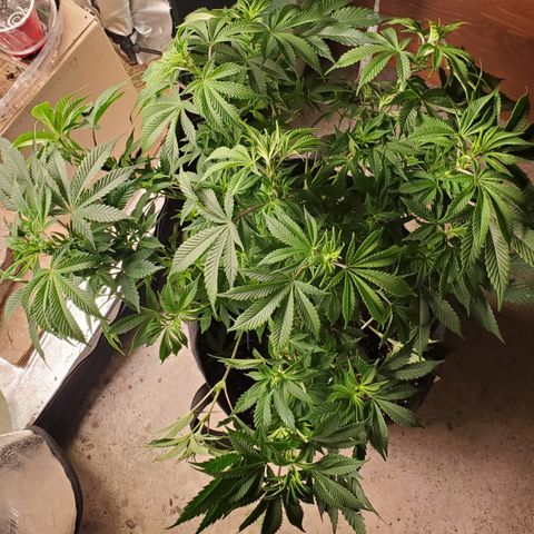 DF1 growlog timeline photo