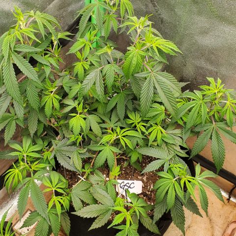 GSC1 growlog timeline photo