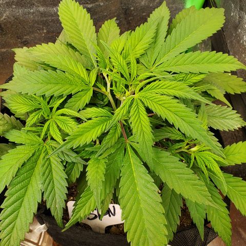 WW3 growlog timeline photo