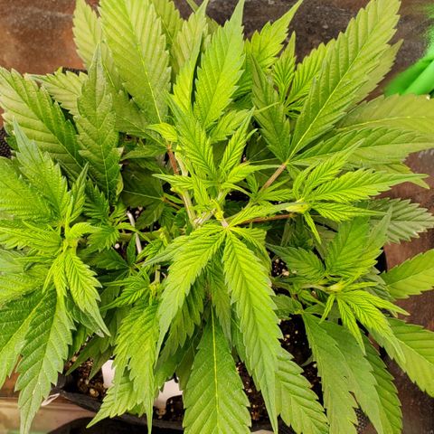 WW3 growlog timeline photo