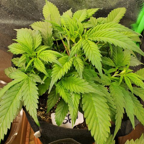 WW3 growlog timeline photo