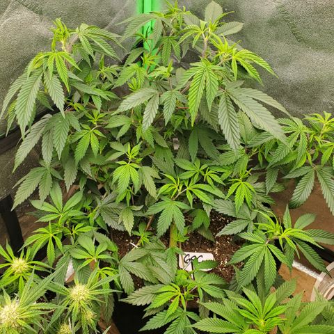 GSC1 growlog timeline photo