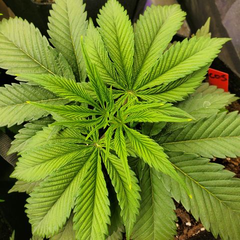 COS1 growlog timeline photo