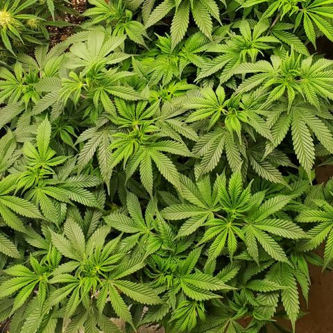 DF2 growlog timeline photo
