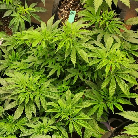 DF1 growlog timeline photo
