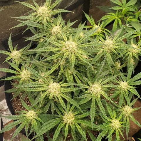 GCA growlog timeline photo