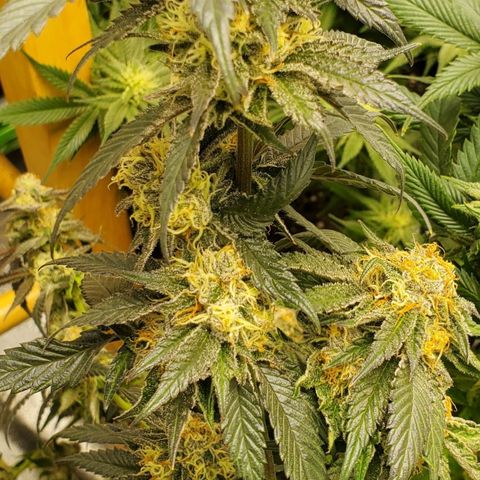 SD growlog timeline photo