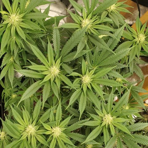 DF3 growlog timeline photo