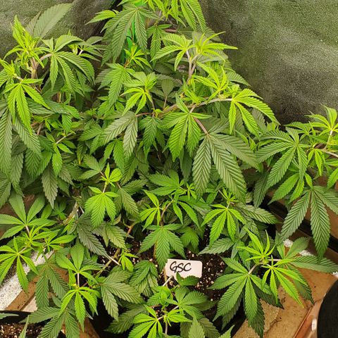 GSC1 growlog timeline photo
