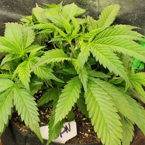 WW3 growlog timeline photo