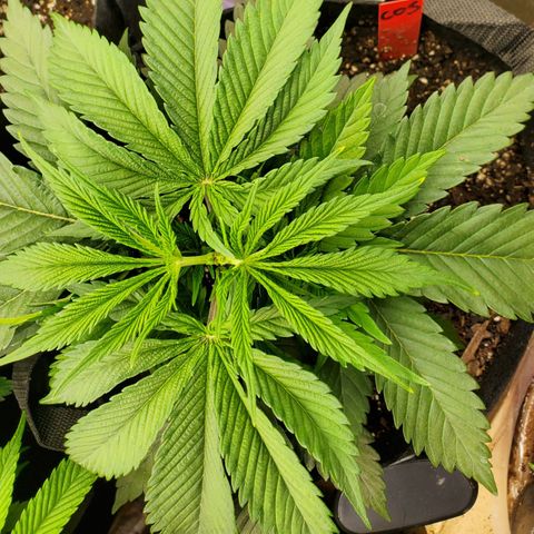 COS1 growlog timeline photo