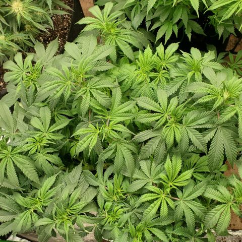 DF2 growlog timeline photo