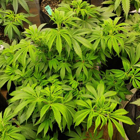 DF1 growlog timeline photo