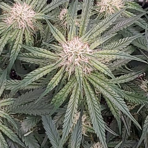 GCA growlog timeline photo