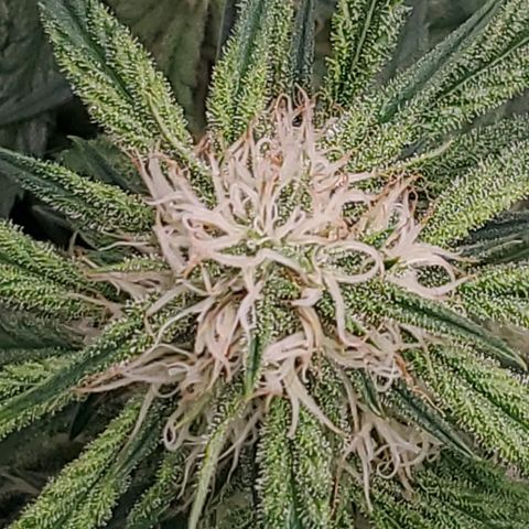 GCA growlog timeline photo