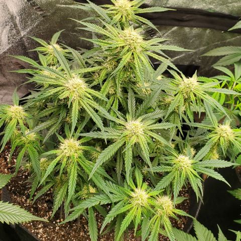 GCA growlog timeline photo