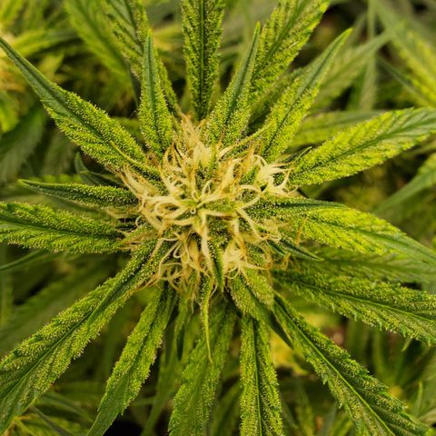 GCA growlog timeline photo