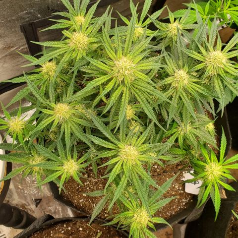 GCA growlog timeline photo